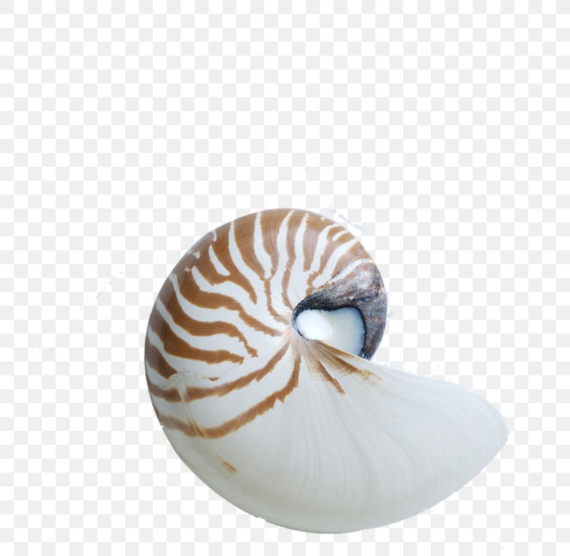 Chambered Nautilus Seashell Gastropod Shell Sea Snail, PNG, 800x800px, Chambered Nautilus, Beach, Cephalopod, Conch, Gastropod Shell Download Free