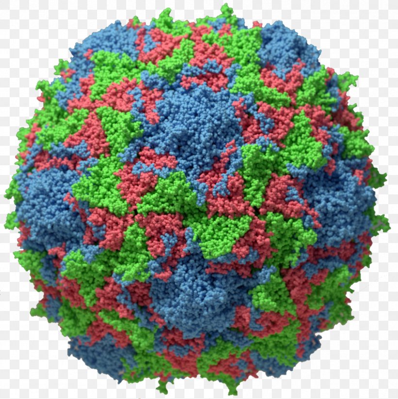 Poliovirus Capsid Poliomyelitis Viral Replication, PNG, 846x848px, Poliovirus, Capsid, Cell, Endemic, Eradication Of Infectious Diseases Download Free
