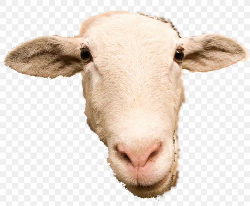 Scottish Blackface Goat Cattle Caprinae, PNG, 943x777px, Scottish Blackface, Animal Slaughter, Caprinae, Cattle, Cattle Like Mammal Download Free