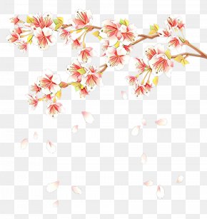 Cherry Blossom East Asian Cherry Tree Cerasus Prunus Serrula, PNG ...