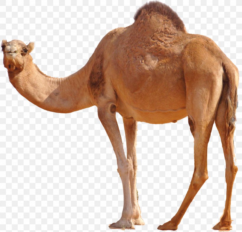 Dromedary Bactrian Camel, PNG, 2461x2361px, Dromedary, Arabian Camel, Bactrian Camel, Camel, Camel Like Mammal Download Free