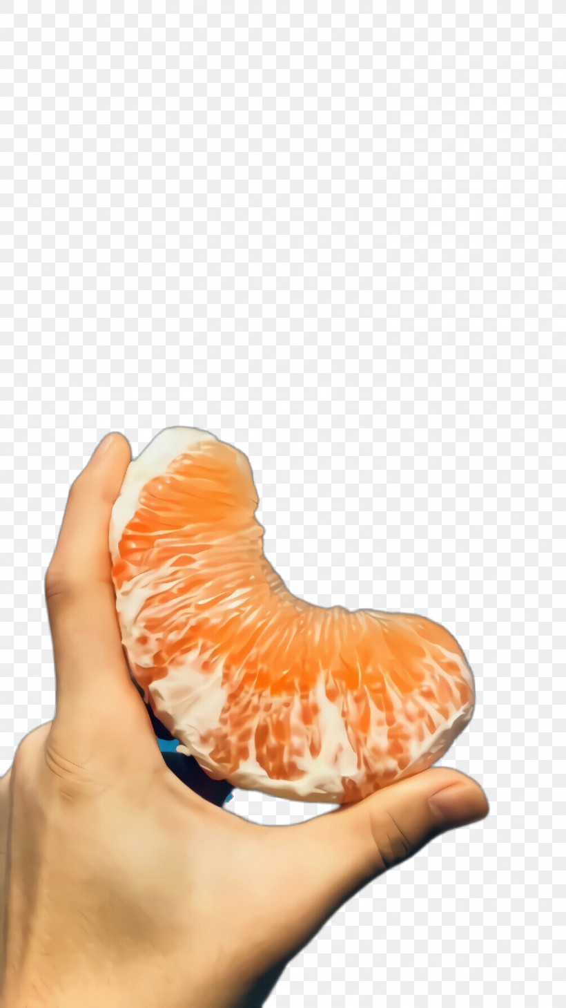 Orange, PNG, 1499x2668px, Orange, Citrus, Finger, Foot, Grapefruit Download Free