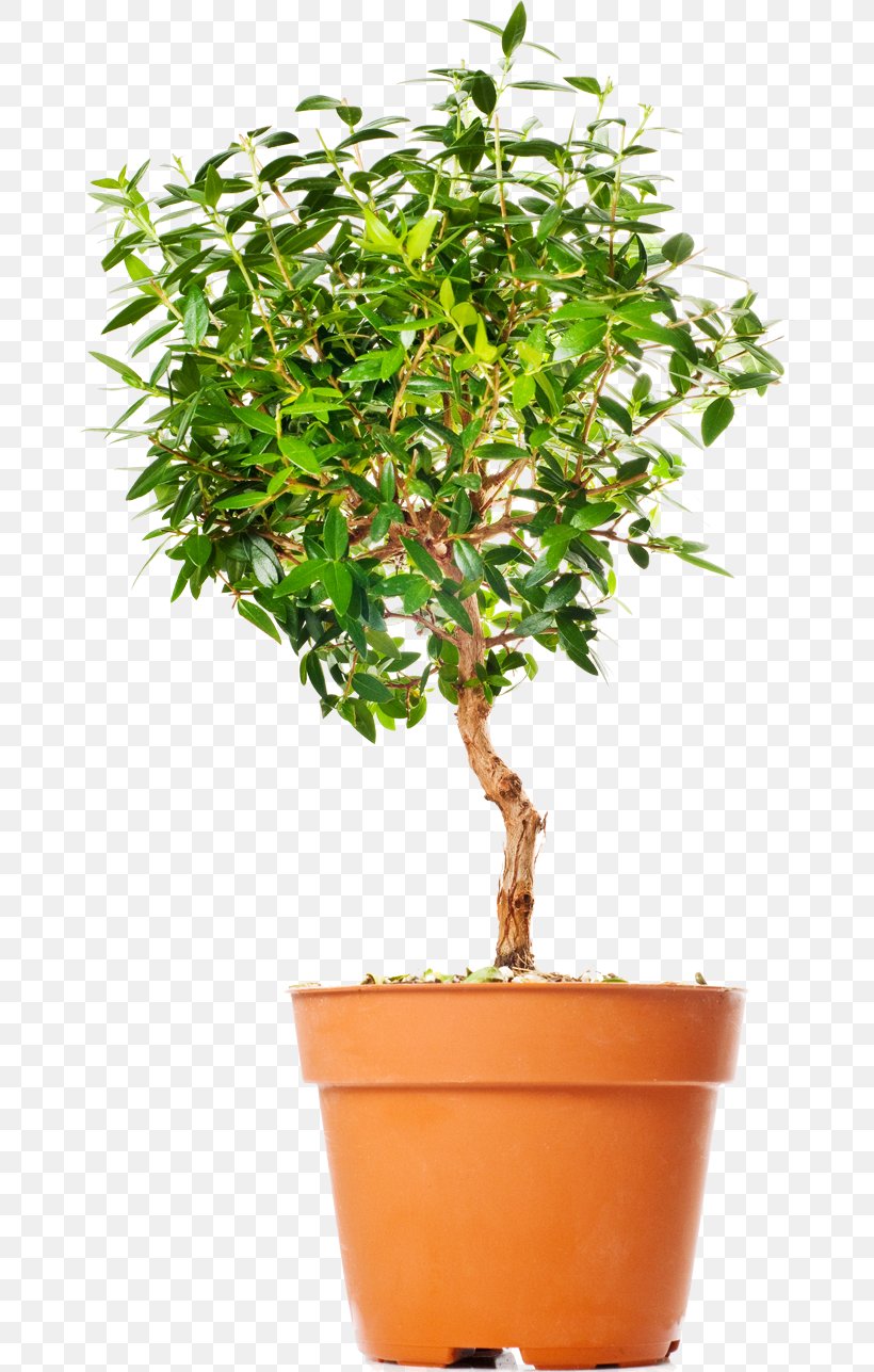 Tree Chinese Sweet Plum Flowerpot Bonsai Photography, PNG, 670x1287px, Tree, Bonsai, Cactus, Chinese Sweet Plum, Decorative Arts Download Free