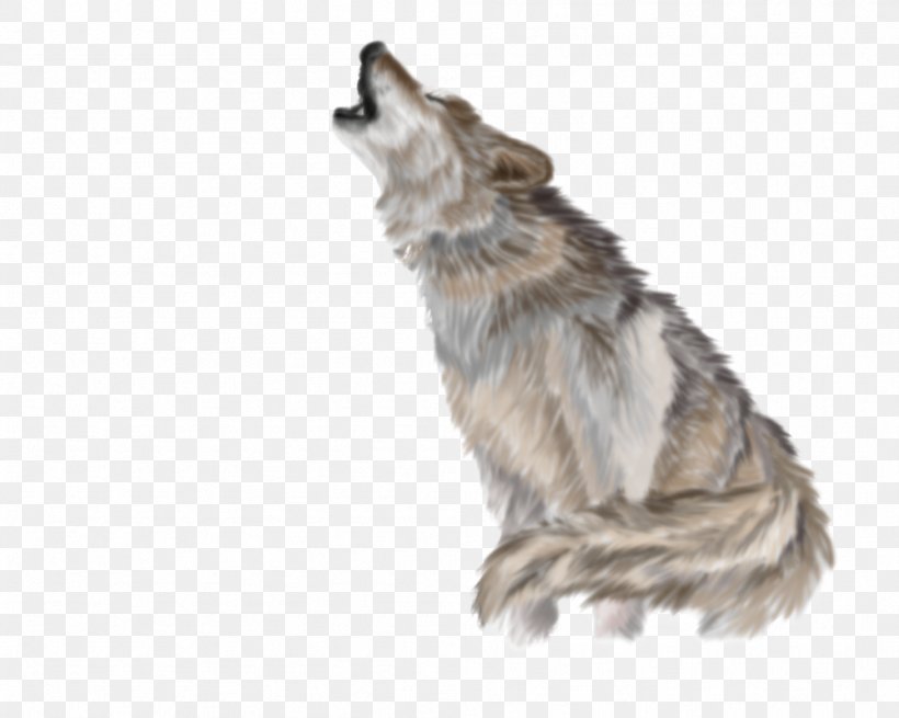 Gray Wolf Coyote Clip Art, PNG, 999x799px, Gray Wolf, Aullido, Black Wolf, Carnivoran, Coyote Download Free