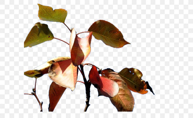 Leaf Apple Petal, PNG, 616x500px, Leaf, Apple, Arthropod, Autumn, Branch Download Free