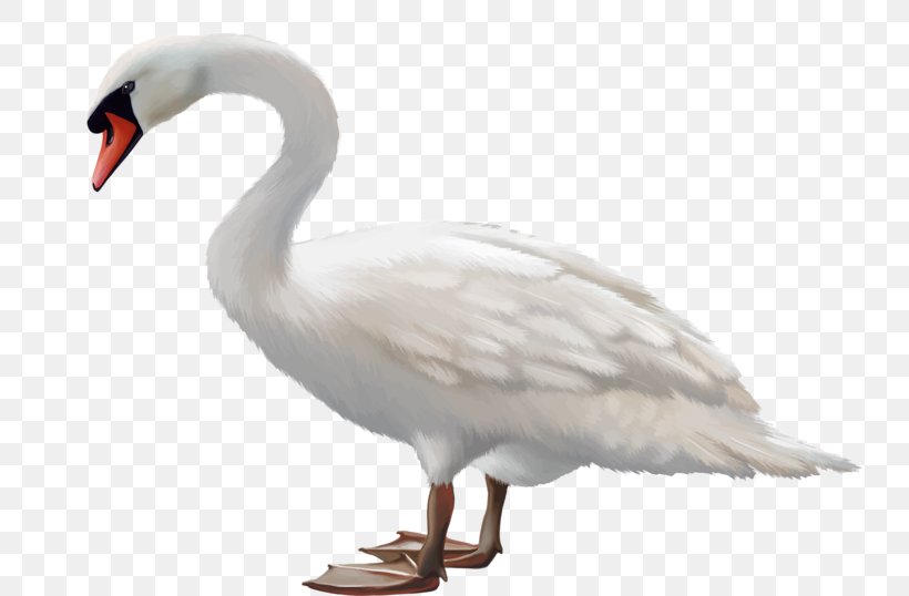 Mute Swan Black Swan Goose Bird, PNG, 800x538px, Mute Swan, Beak, Bird, Black Swan, Cygnini Download Free