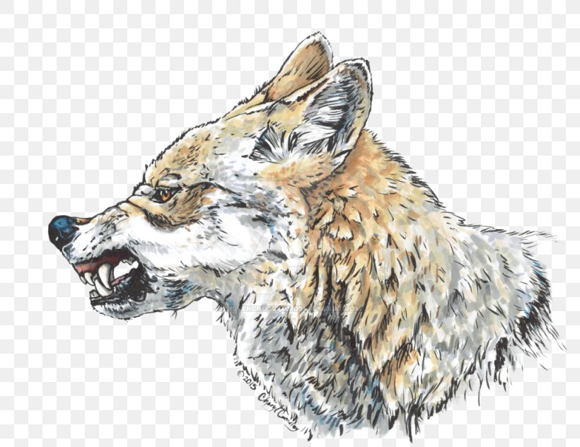 Red Fox Wolf Coyote Cross Fox Snarl, PNG, 1024x790px, Red Fox, Carnivoran, Coyote, Cross Fox, Dog Like Mammal Download Free