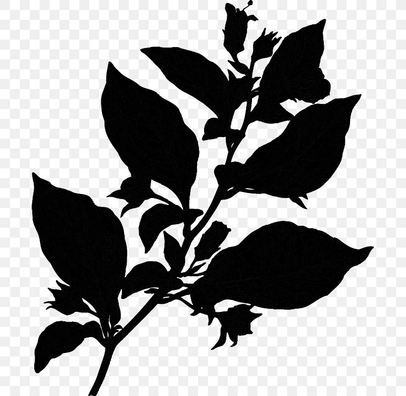 Belladonna Plants Flowering Plant Aubergines Poison, PNG, 691x800px, Belladonna, Atropa, Aubergines, Blackandwhite, Botany Download Free