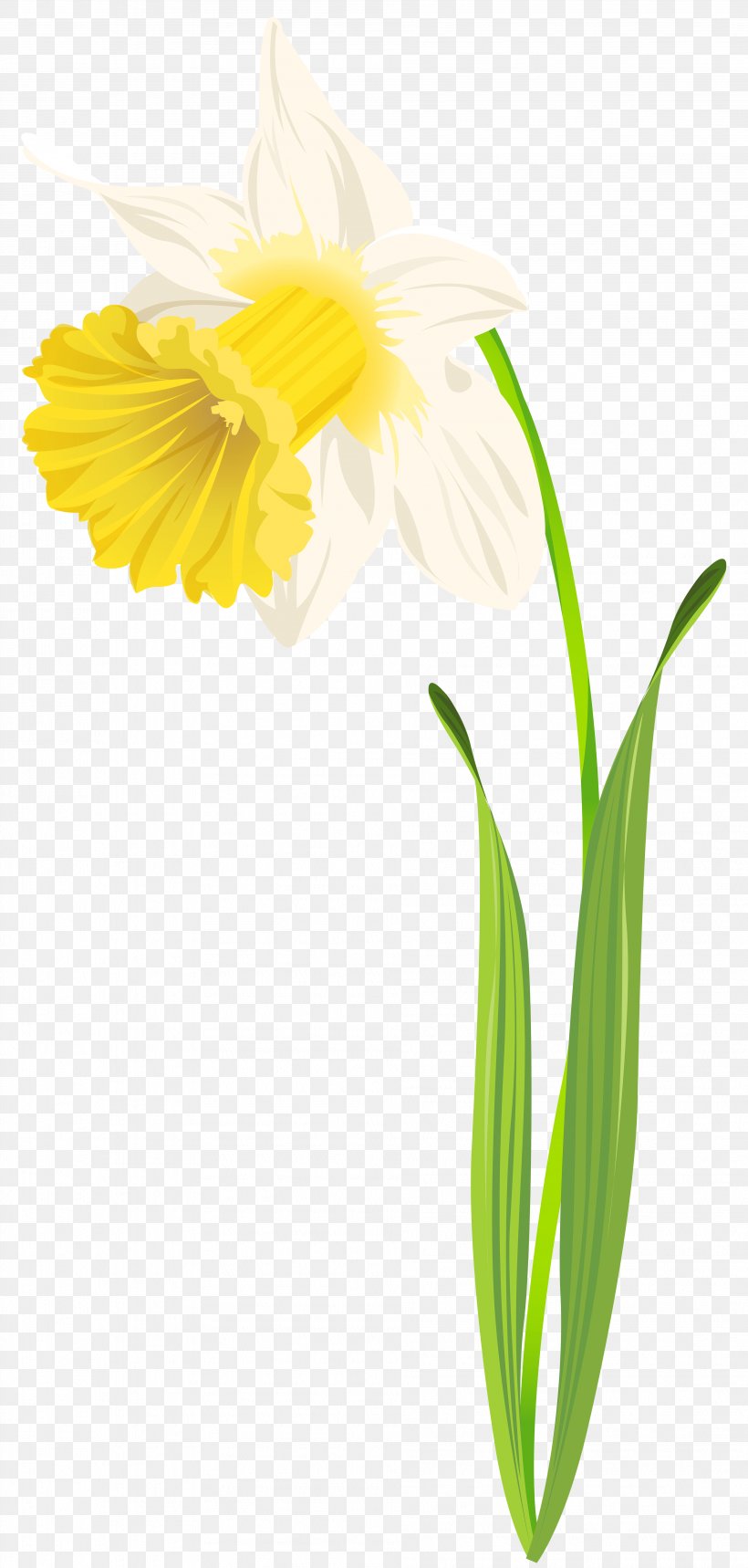 Daffodil Flower Clip Art, PNG, 3817x8000px, Daffodil, Amaryllis, Amaryllis Family, Blog, Cut Flowers Download Free