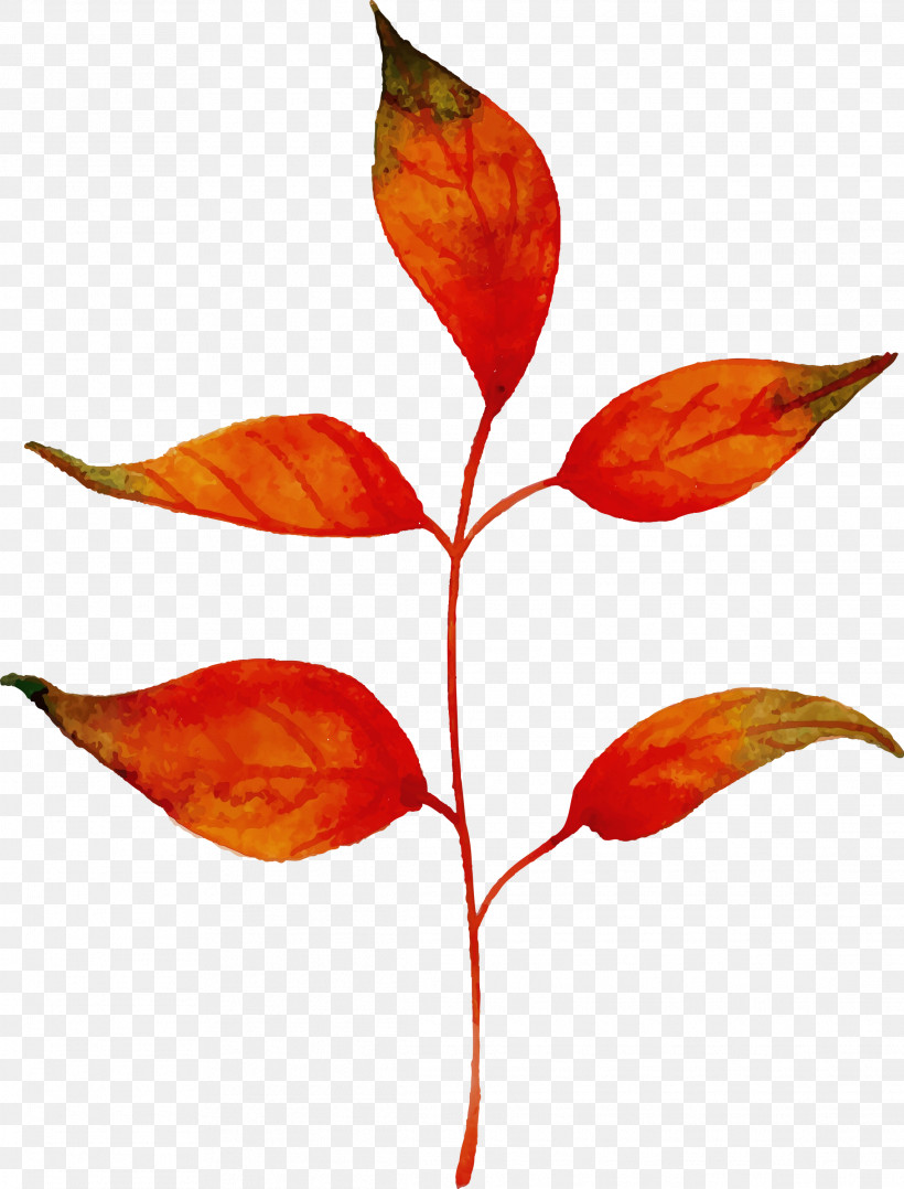 Plant Stem Leaf Petal Plants Science, PNG, 2281x3000px, Autumn Leaf, Biology, Colorful Leaf, Leaf, Paint Download Free