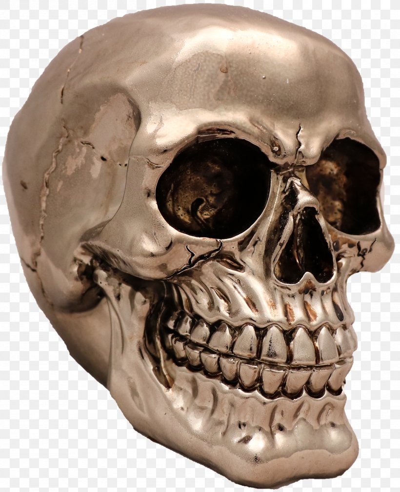 Skull Skeleton Snout Jaw, PNG, 1500x1847px, Skull, Bone, Head, Jaw, Skeleton Download Free