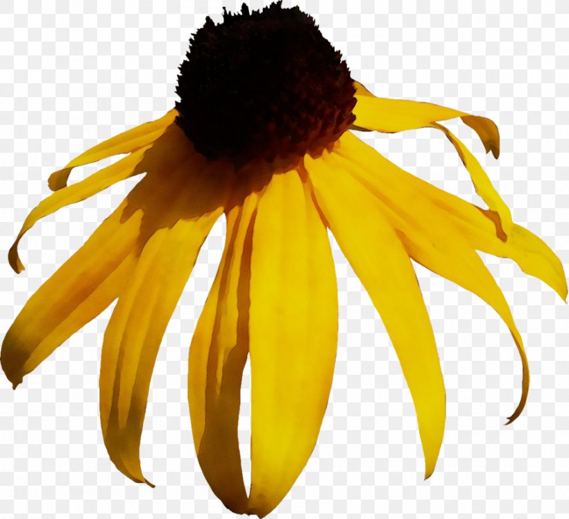 Sunflower, PNG, 900x822px, Watercolor, Blackeyed Susan, Coneflower, Flower, Paint Download Free