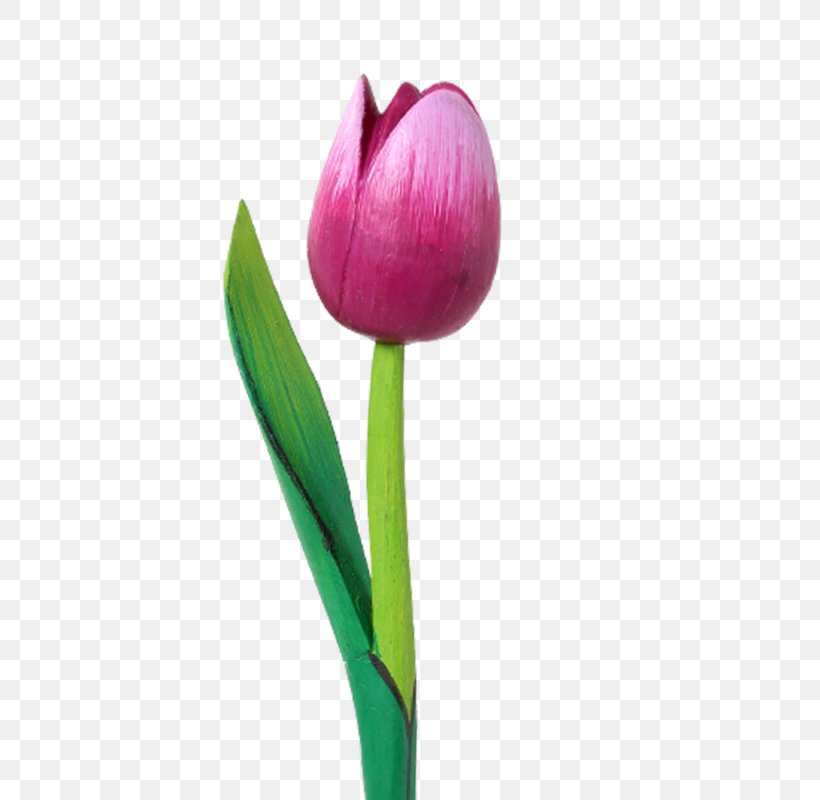 Tulip Cut Flowers Plant Stem Bud Petal, PNG, 800x800px, Tulip, Bud, Cut Flowers, Flower, Flowering Plant Download Free