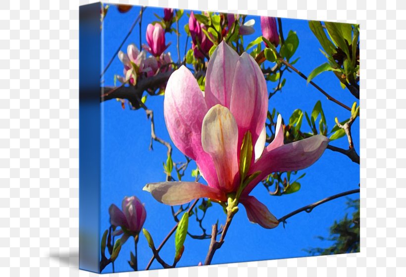 Magnoliaceae Painting Flowering Plant Art, PNG, 650x560px, Magnolia, Art, Artist, Blossom, Branch Download Free