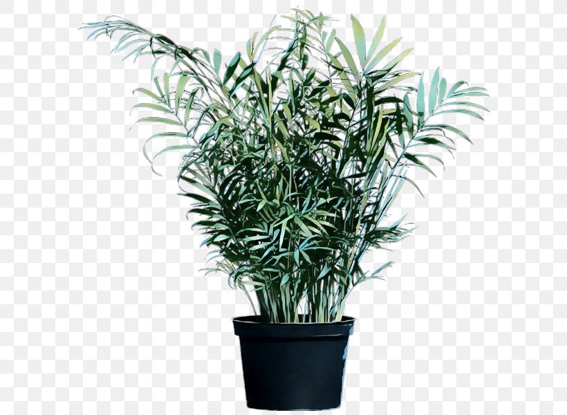 Palm Trees Flowerpot Houseplant Chamaedorea Plants, PNG, 600x600px, Palm Trees, Arecales, Chamaedorea, Flower, Flowering Plant Download Free