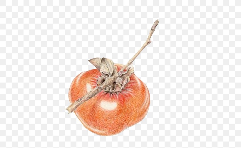 Persimmon Calabaza Painting, PNG, 502x502px, Persimmon, Calabaza, Cucurbita, Designer, Diospyros Download Free