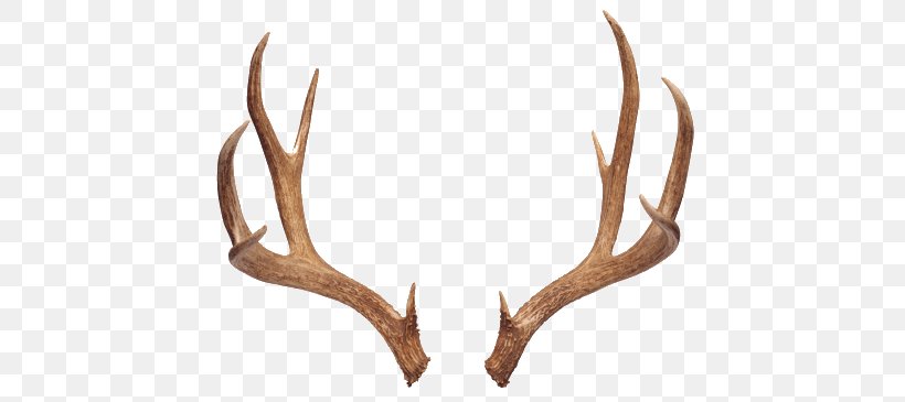 Reindeer Antler Moose White-tailed Deer, PNG, 447x365px, Deer, Antler, Deer Horn, Deer Hunting, Elk Download Free