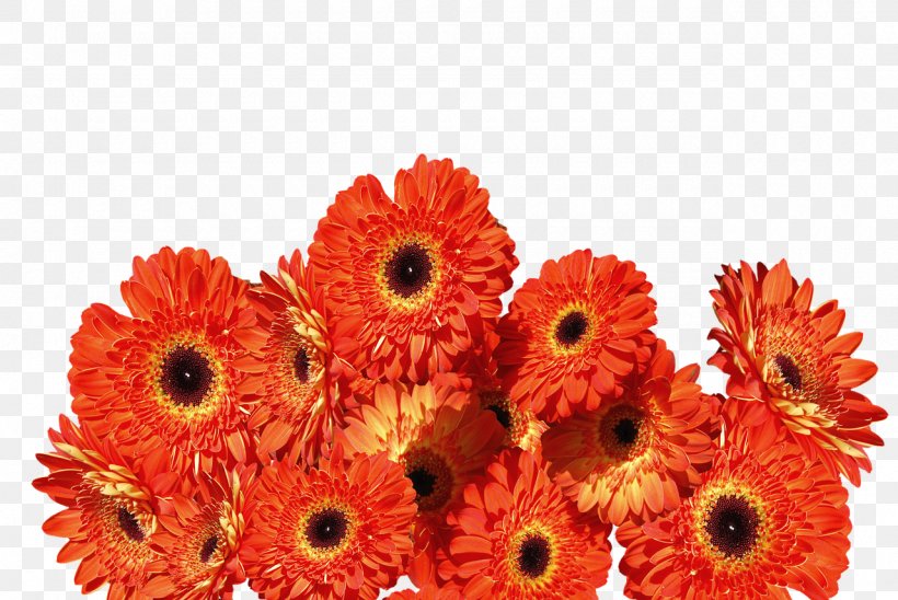 Transvaal Daisy Cut Flowers Orange Floral Design, PNG, 1280x856px, Transvaal Daisy, Annual Plant, Chrysanthemum, Chrysanths, Color Download Free