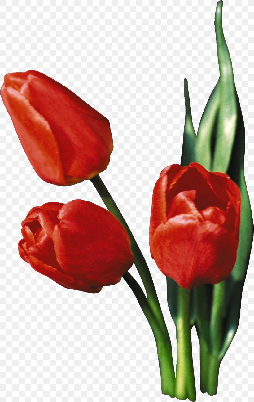 Tulip Flower Clip Art, PNG, 1141x1805px, Tulip, Bell Peppers And Chili Peppers, Bird S Eye Chili, Blume, Bud Download Free