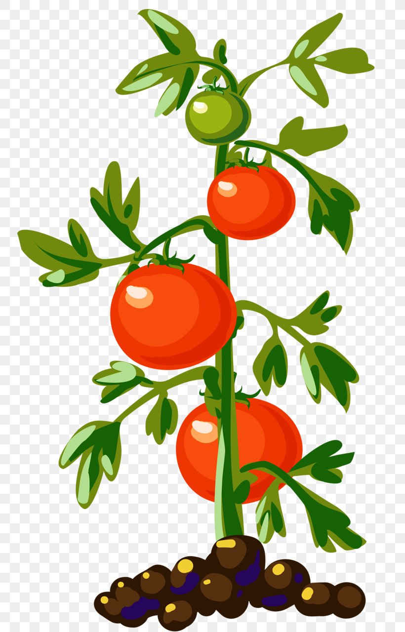 Vegetable Cherry Tomato Plant Clip Art, PNG, 754x1280px, Vegetable, Artwork, Bell Pepper, Branch, Bush Tomato Download Free