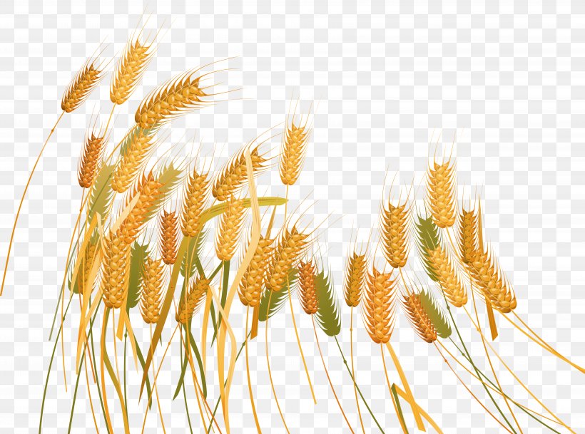 Wheat Caryopsis Clip Art, PNG, 7096x5274px, Wheat, Bread, Cereal, Commodity, Digital Image Download Free