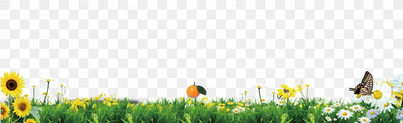 Green Grass Borders Texture, PNG, 2718x836px, Lawn, Computer, Energy, Family, Field Download Free