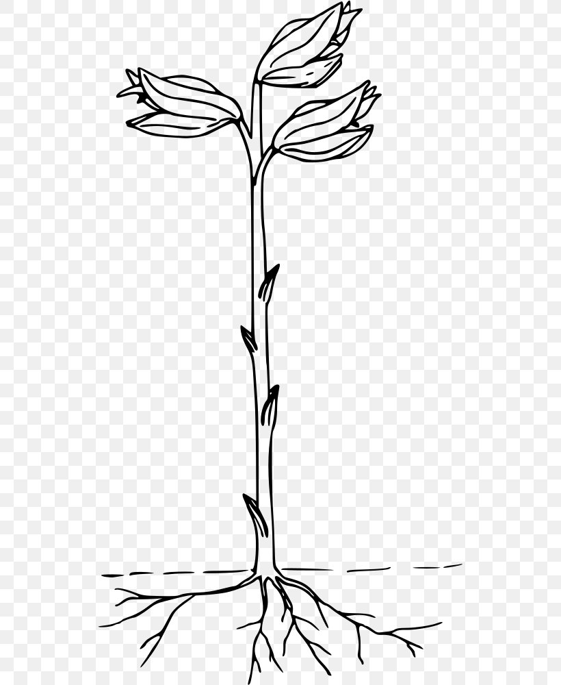 Phantom Orchid Stream Orchid Clip Art, PNG, 533x1000px, Plant, Artwork, Beak, Black And White, Branch Download Free