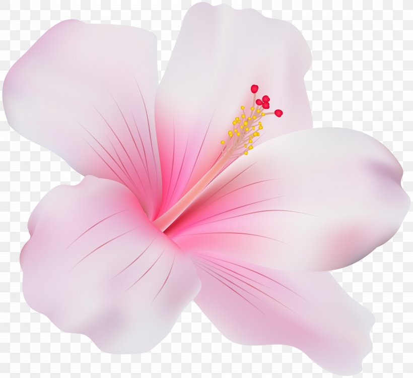 Shoeblackplant Mallows Common Hibiscus Flower Clip Art, PNG, 7000x6404px, Shoeblackplant, Common Hibiscus, Flower, Flowering Plant, Hawaiian Hibiscus Download Free