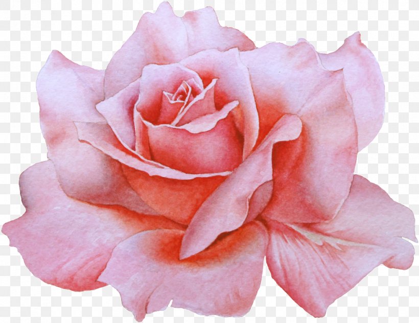 Watercolor Painting Drawing Illustration, PNG, 982x758px, Watercolor Painting, Artificial Flower, Camellia, Cut Flowers, Drawing Download Free