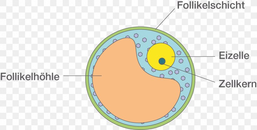 Egg Cell Ovarian Follicle Spermatozoon Zygote Fertilisation, PNG, 1248x633px, Egg Cell, Area, Cell, Chromosome, Diagram Download Free