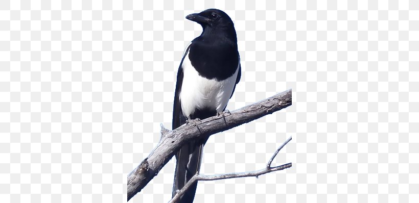 Eurasian Magpie Crows Bird Black-billed Magpie, PNG, 322x398px, Eurasian Magpie, American Sparrows, Australian Magpie, Beak, Bird Download Free