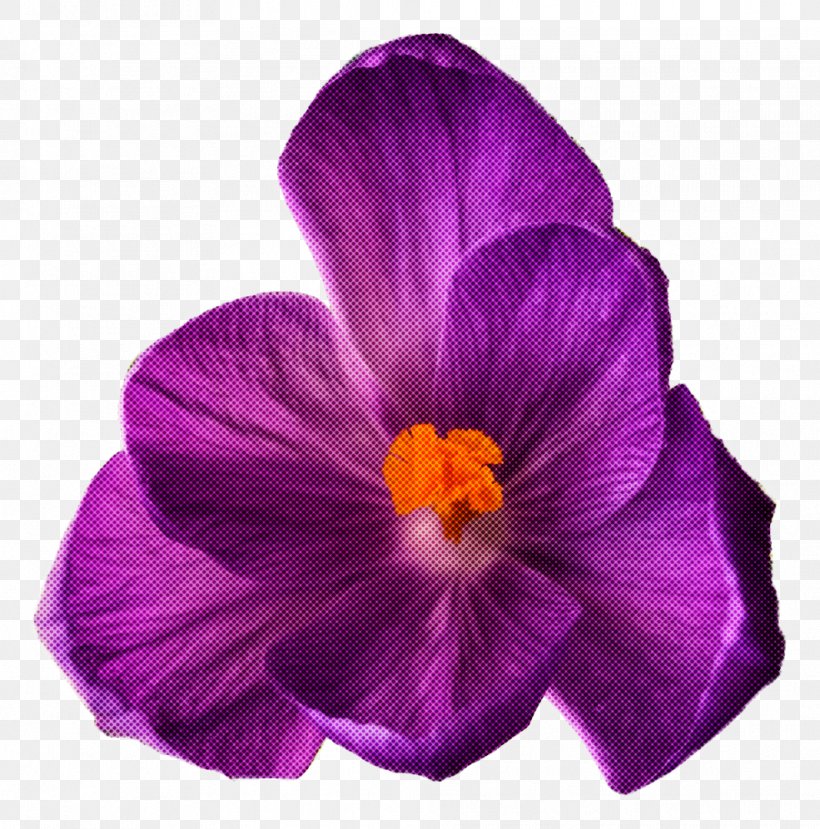 Flowering Plant Petal Violet Flower Purple, PNG, 985x997px, Flowering Plant, Crocus, Flower, Petal, Plant Download Free