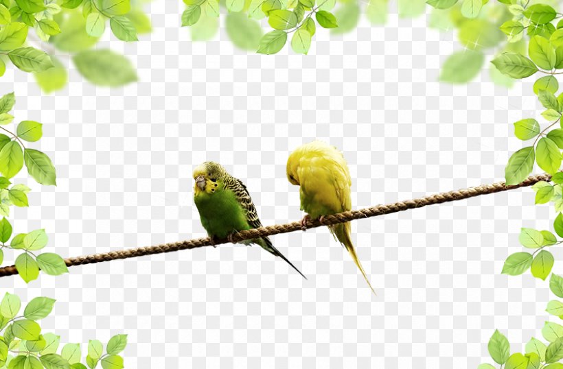 Parrot Landscape, PNG, 840x552px, Parrot, Beak, Bird, Branch, Common Pet Parakeet Download Free