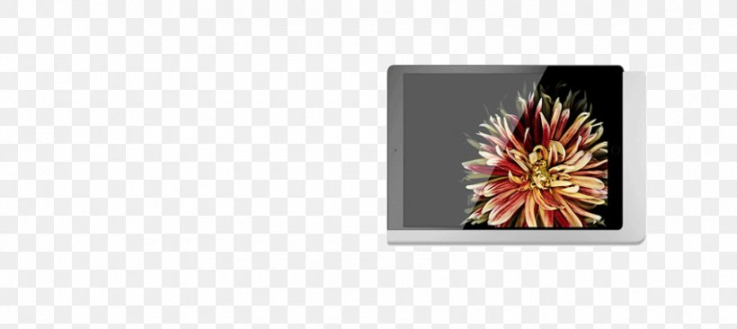 Picture Frames Rectangle, PNG, 850x380px, Picture Frames, Flower, Flowering Plant, Petal, Picture Frame Download Free
