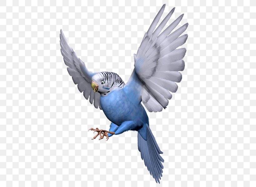 Budgerigar Lovebird Parrot, PNG, 600x600px, Budgerigar, Beak, Bird, Blue Jay, Bluebird Download Free