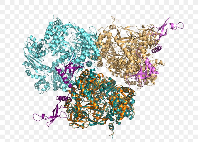 Dimer Bacteriophage Qβ RNA-dependent RNA Polymerase Monomer, PNG, 768x591px, Watercolor, Cartoon, Flower, Frame, Heart Download Free