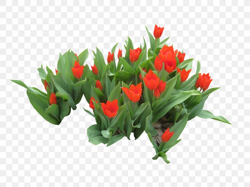 Floral Design Bird's Eye Chili Tulip Image, PNG, 960x720px, Birds Eye Chili, Anthurium, Chrysanthemum, Cut Flowers, Financial Transaction Download Free