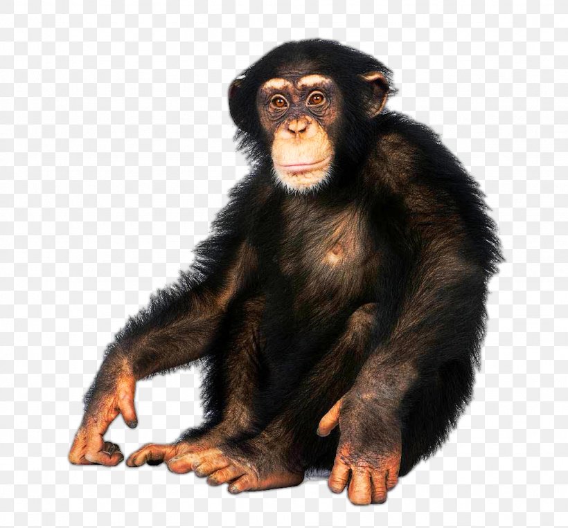 Japanese Macaque Common Chimpanzee Bonobo Ape Bornean Orangutan, PNG, 1024x954px, Japanese Macaque, Ape, Bonobo, Bornean Orangutan, Chimpanzee Download Free