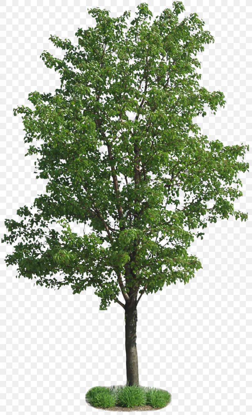 Populus Nigra Tree European Aspen Plant, PNG, 880x1450px, Populus Nigra, Branch, Cottonwood, European Aspen, Leaf Download Free