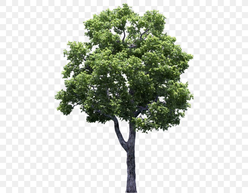 Tree Clip Art Adobe Photoshop Vector Graphics, PNG, 640x640px, Tree, Architecture, California Live Oak, Drawing, Flower Download Free