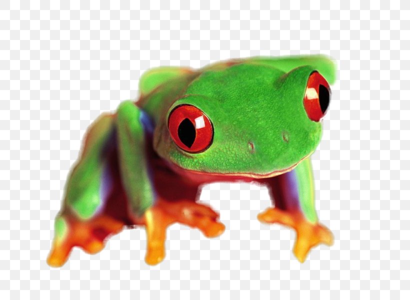 True Frog Tree Frog Trisolde Ink, PNG, 800x600px, True Frog, Amphibian, Fountain Pen, Frog, Ink Download Free