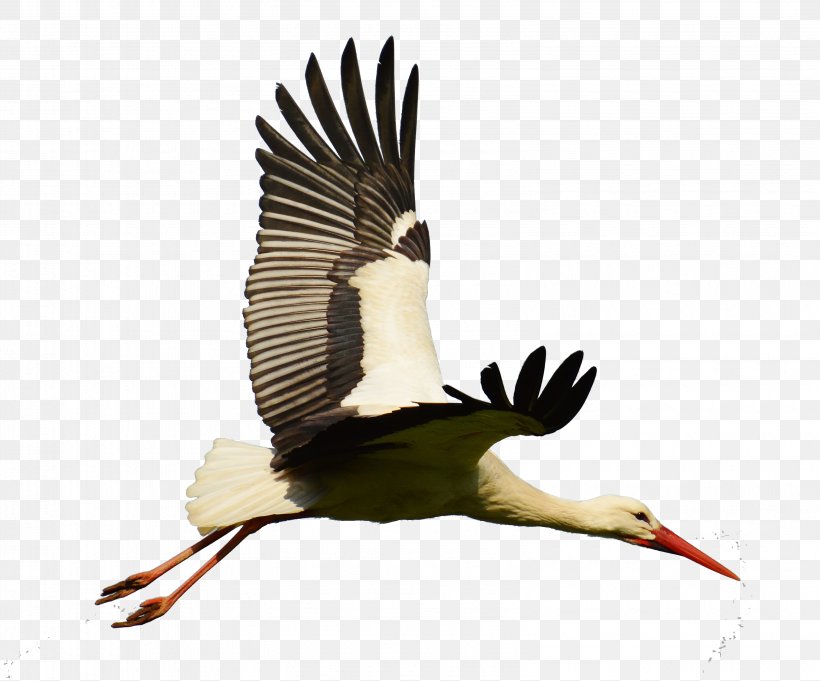 White Stork Bird Goose Flight, PNG, 3165x2631px, White Stork, Beak, Bird, Bird Flight, Ciconiiformes Download Free