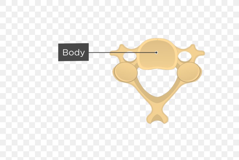 Articular Processes Cervical Vertebrae Vertebral Column Anatomy, PNG, 745x550px, Articular Processes, Anatomy, Axis, Cervical Vertebrae, Diagram Download Free