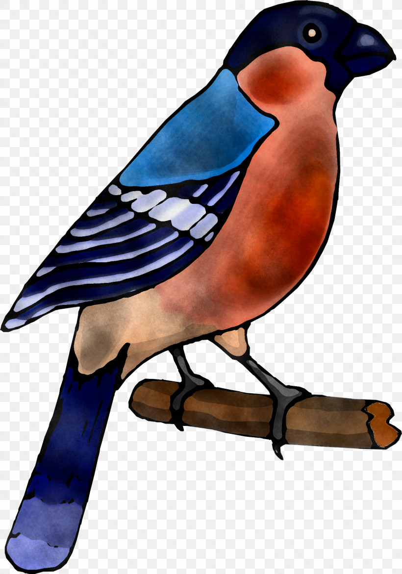 Bird Beak Blue Jay Bluebird Jay, PNG, 1519x2171px, Bird, Beak, Blue Jay, Bluebird, Finch Download Free