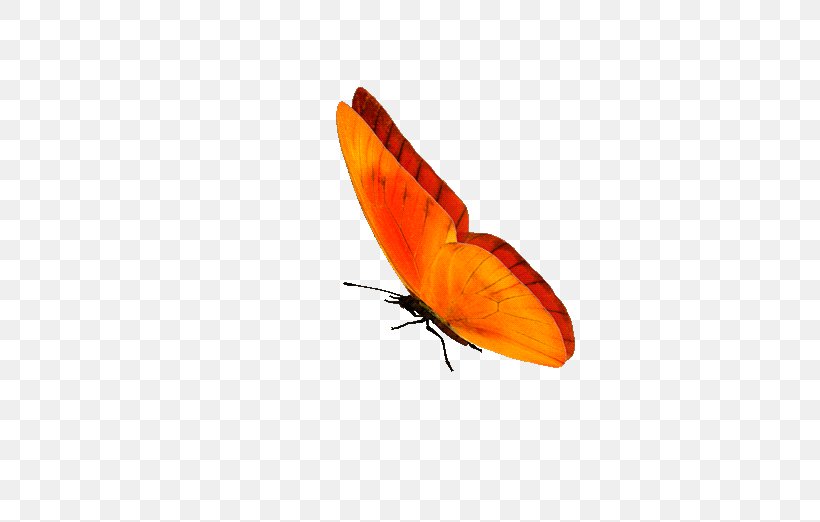 Butterfly GIF Clip Art Information, PNG, 500x522px, Butterfly, Animaatio, Animation, Arthropod, Borboleta Download Free