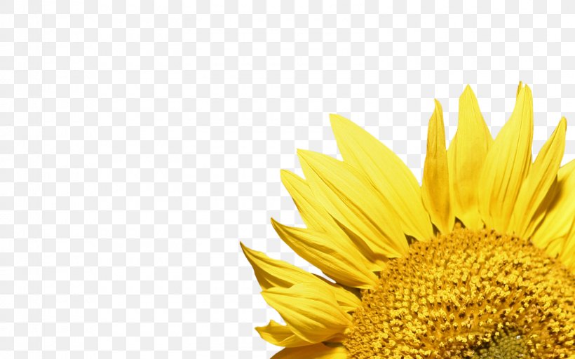 Common Sunflower Clip Art, PNG, 1600x1000px, Common Sunflower, Bud, Daisy Family, Flower, Flowering Plant Download Free