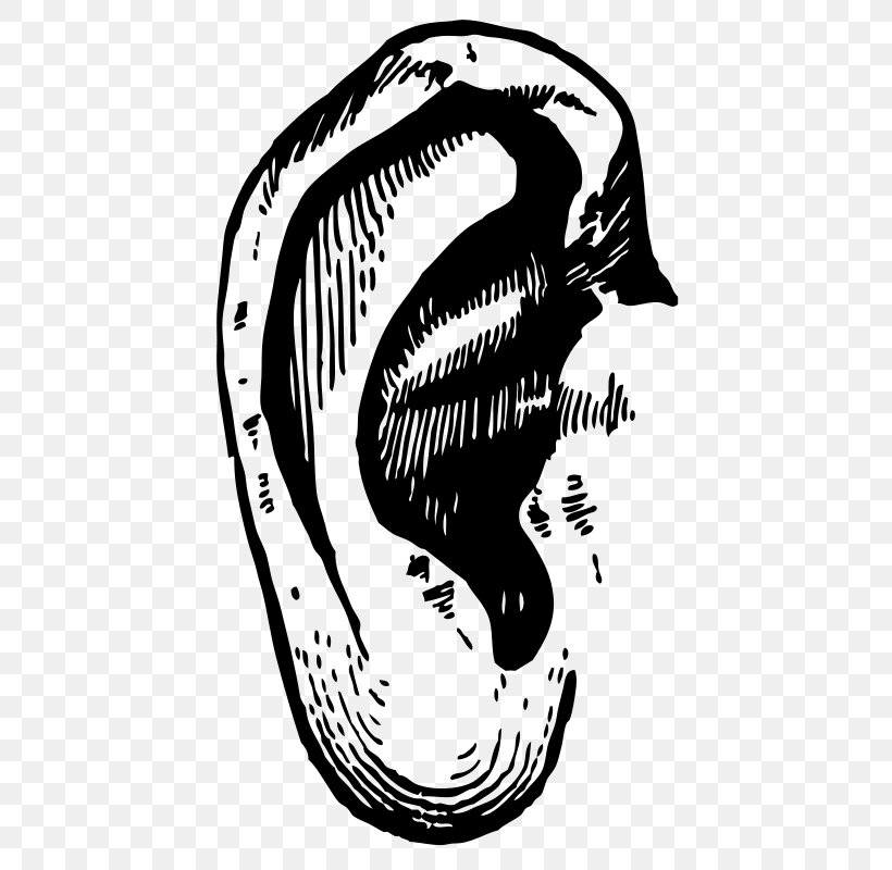 Ear Clip Art, PNG, 436x800px, Ear, Artwork, Black And White, Bone, Drawing Download Free