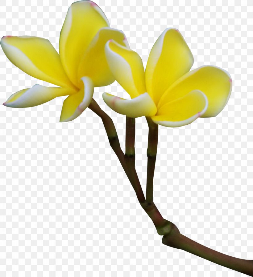 Flower Clip Art, PNG, 1093x1200px, Flower, Blog, Cut Flowers, Floral Design, Floristry Download Free