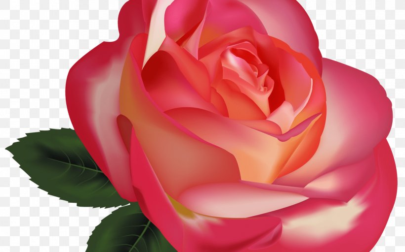 Rose Flower Desktop Wallpaper Clip Art, PNG, 1368x855px, Rose, Camellia, China Rose, Close Up, Cut Flowers Download Free