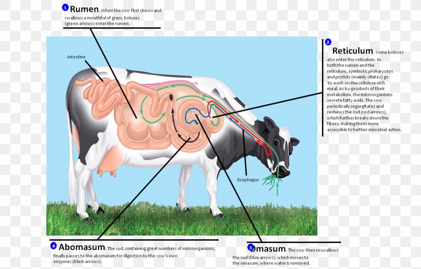 Ruminant Digestion Gastrointestinal Tract Rumen Monogastric, PNG, 1263x806px, Ruminant, Abomasum, Animal Physiology, Cattle Like Mammal, Digestion Download Free